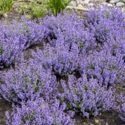 'Cat's Pajamas' Catmint -Great Garden Plants Sales Store 007a41431a16418c80d39db60b946bc7