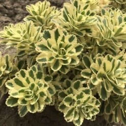 'Atlantis' Stonecrop -Great Garden Plants Sales Store 074d3ed772fe925ab043a076e3d349e4