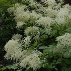 Goatsbeard -Great Garden Plants Sales Store 0824a22ae2f32d6ef4eb03426428965e