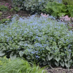 'Jack Frost' Siberian Bugloss -Great Garden Plants Sales Store 09937cb9b06355dc9512a5e79393d95c