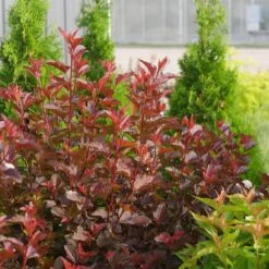 Ginger Wine® Ninebark -Great Garden Plants Sales Store 1034 4523 popup sw