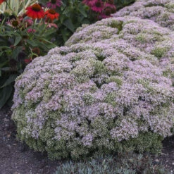 Rock 'N Round™ 'Pure Joy' Stonecrop