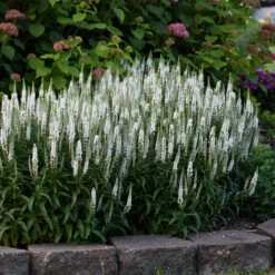 Magic Show® 'White Wands' Spike Speedwell -Great Garden Plants Sales Store 1100 3776 popup
