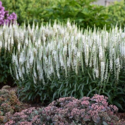 Magic Show® 'White Wands' Spike Speedwell -Great Garden Plants Sales Store 1100 3778 popup