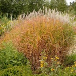 Purple Eulalia -Great Garden Plants Sales Store 111 1217 popup sw