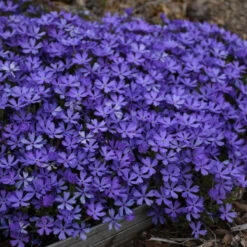 'Violet Pinwheels' Creeping Phlox -Great Garden Plants Sales Store 116ee91bcb827ca51607a57f7cd9bae9