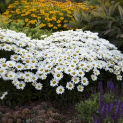 Amazing Daisies® Daisy May® Shasta Daisy 6 Amazing Daisies® Daisy May® Shasta Daisy -Great Garden Plants Sales Store 12883ffa5c75e1431e04bdeb6e5df944 1