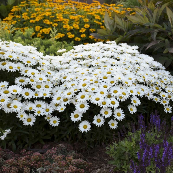 Amazing Daisies® Daisy May® Shasta Daisy 3 Amazing Daisies® Daisy May® Shasta Daisy - Image 3