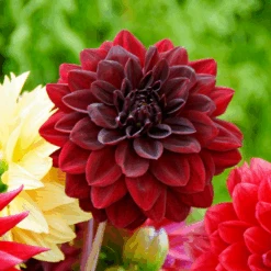 'Arabian Night' Dahlia -Great Garden Plants Sales Store 130827cre001DahliaArabianNight 800x800 d4469fe