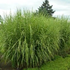 'Strictus' Maiden Grass -Great Garden Plants Sales Store 138 1218 popup sw
