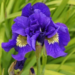 'Concord Crush' Siberian Iris -Great Garden Plants Sales Store 150609gbo034IrisConcordCrush 800x800 7f1f261