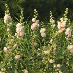 Peaches 'N' Dreams Hollyhock