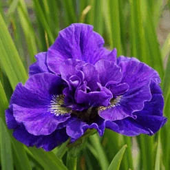 'Concord Crush' Siberian Iris -Great Garden Plants Sales Store 160610gbo149IrissibiricaConcordCrush 800x800 6477bf7