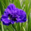 'Concord Crush' Siberian Iris