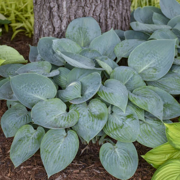 'Prairie Sky' Hosta 1 'Prairie Sky' Hosta