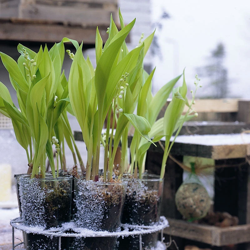 Lily Of The Valley 2 Lily Of The Valley - Image 2