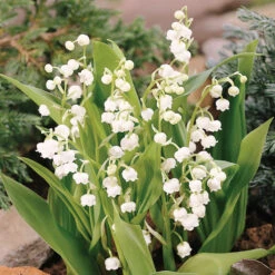 Lily Of The Valley 5 Lily Of The Valley -Great Garden Plants Sales Store 176 convallaria lily of the valley 3
