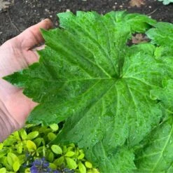 'Fusion Of Fire' Oredenia -Great Garden Plants Sales Store 1893061fec1e46ede10a270f7f10117f