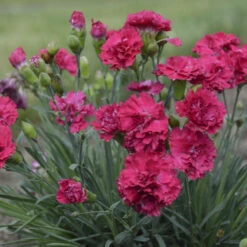 Fruit Punch® 'Cranberry Cocktail' Dianthus -Great Garden Plants Sales Store 1b2aa4df492aff34235f0783b5d20da3