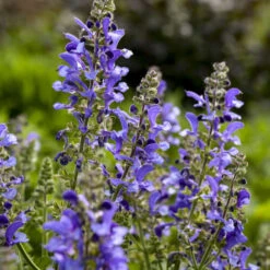 Living Large™ Big Sky Salvia 6 Living Large™ Big Sky Salvia -Great Garden Plants Sales Store 1d57ccc8c8b97238f0b12807d303e1b8