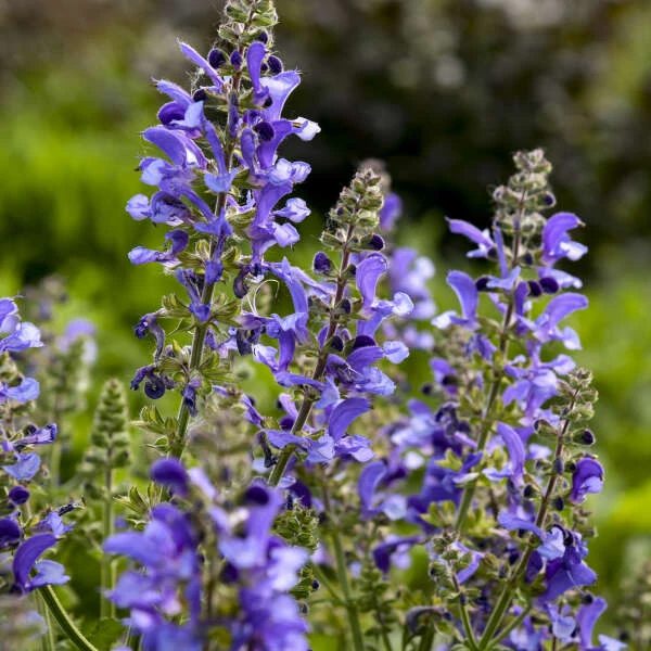 Living Large™ Big Sky Salvia 3 Living Large™ Big Sky Salvia - Image 3