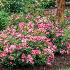 Pink Drift® Rose 5 Pink Drift® Rose -Great Garden Plants Sales Store 2