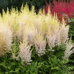 'Milk And Honey' Astilbe -Great Garden Plants Sales Store 200630gbo002AstilbeMilkandHoney 800x800 eb98305