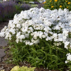 'Opening Act White' Hybrid Phlox -Great Garden Plants Sales Store 2086636338d2bfcc9873fb0b305b67a1