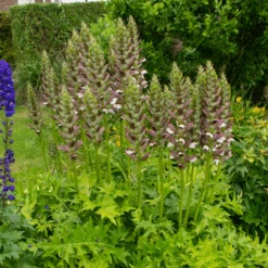 'Morning Candle' Bear's Breech -Great Garden Plants Sales Store 210703gbo035AcanthusMorningCandle 800x800 07910a0