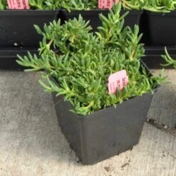 Fire Spinner® Ice Plant 7 Fire Spinner® Ice Plant -Great Garden Plants Sales Store 212 1688 popup sw