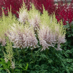 'Milk And Honey' Astilbe -Great Garden Plants Sales Store 220701gbo051AstilbeMilkandHoney 800x800 975ced0