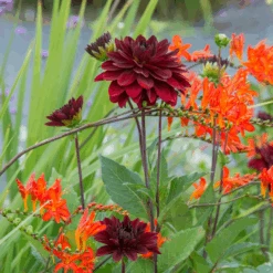 'Arabian Night' Dahlia