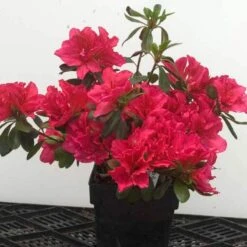 Bloom-A-Thon® Pink Double Reblooming Azalea -Great Garden Plants Sales Store 224 1696 popup 62652c6f 9275 42ba a7d2 0fe27404ca31 sw