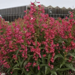 Bejeweled™ 'Rose Rhinestones' Beardtongue -Great Garden Plants Sales Store 227120f3995c5a1935960b7899f88d8c