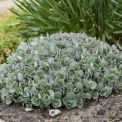 Rock 'N Round™ 'Popstar' Stonecrop -Great Garden Plants Sales Store 227f54d52c5ff9d8c85dac352f099660