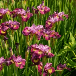'Miss Apple' Siberian Iris -Great Garden Plants Sales Store 230607gbo113IrissibiricaMissApple 800x800 682fa7b
