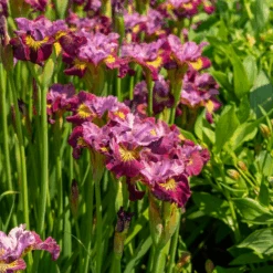 'Miss Apple' Siberian Iris -Great Garden Plants Sales Store 230607gbo114IrissibiricaMissApple 800x800 a4777d0