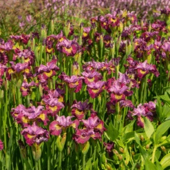 'Miss Apple' Siberian Iris