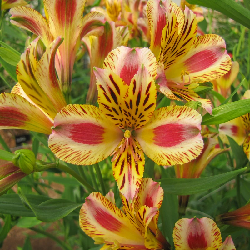 'Duchess Marguerite' Peruvian Lily 1 'Duchess Marguerite' Peruvian Lily