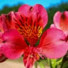 'Majestic Tierce' Peruvian Lily