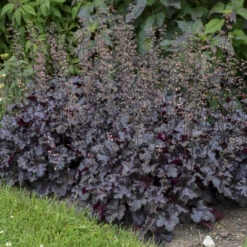 Primo® 'Black Pearl' Coral Bells -Great Garden Plants Sales Store 234311fe02f8cbe5d77e9596f4626150