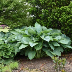 Shadowland® 'Empress Wu' Hosta -Great Garden Plants Sales Store 265d8e14c758a02e4d6a055b09c0bb5d