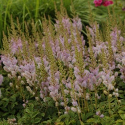 Dwarf Chinese Astilbe -Great Garden Plants Sales Store 26a62b9a14c066620793a6074e344f90