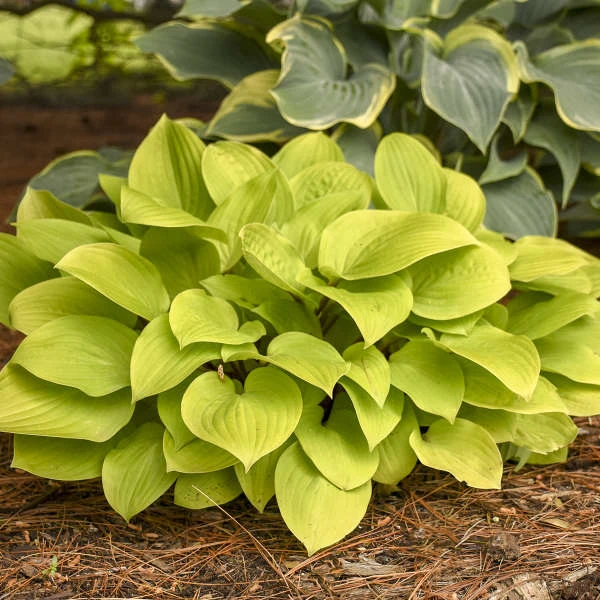 'Fire Island' Hosta 2 'Fire Island' Hosta - Image 2
