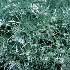 'Silver Mound' Wormwood -Great Garden Plants Sales Store 299 1110 popup sw