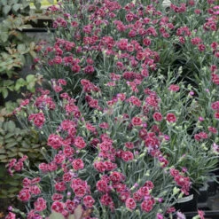 Fruit Punch® 'Black Cherry Frost' Dianthus -Great Garden Plants Sales Store 2abdf933c70bf61f7f5db61c2d748d07