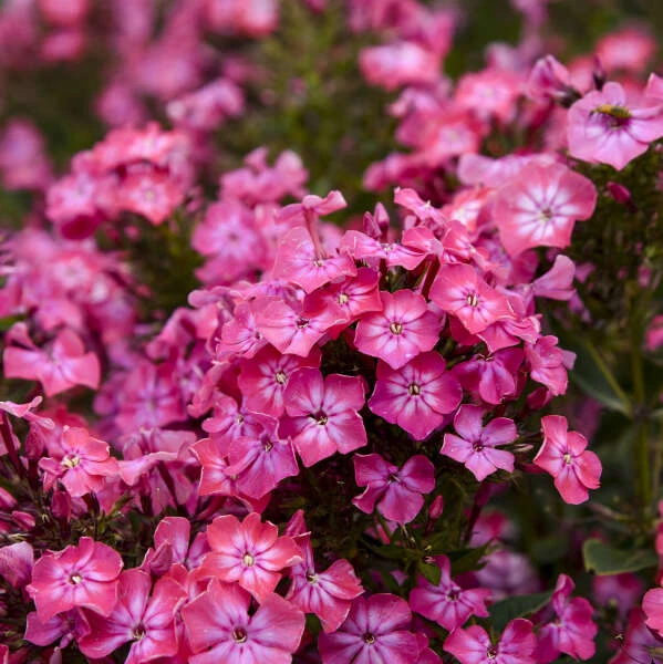 Luminary® 'Pink Lightning' Phlox 2 Luminary® 'Pink Lightning' Phlox - Image 2