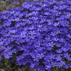 'Violet Pinwheels' Creeping Phlox -Great Garden Plants Sales Store 2dbab699641a718b378d2e1c01eabb5f