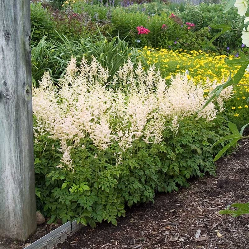 White Astilbe 2 White Astilbe - Image 2