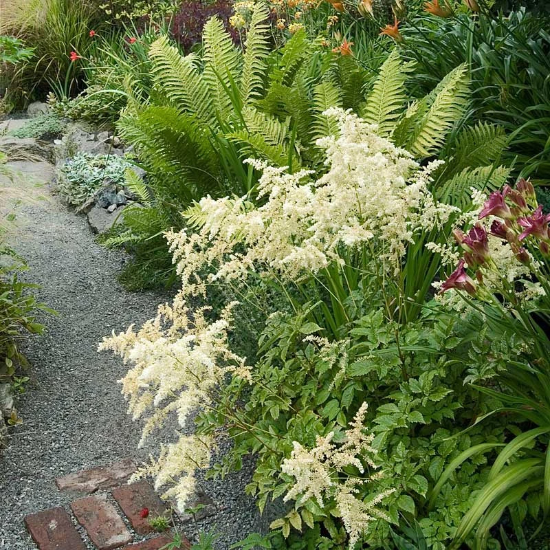 White Astilbe 3 White Astilbe - Image 3